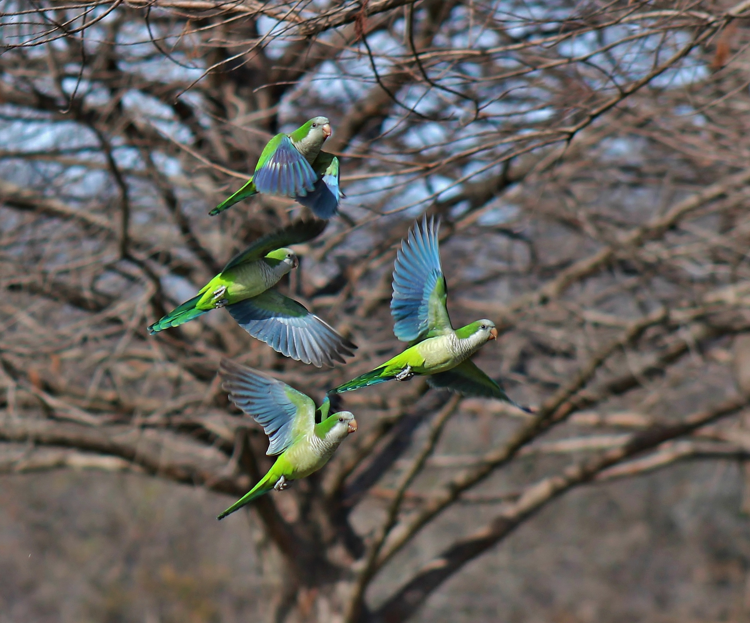 The Monk Parakeet’s rapid flight doesn’t often allow an opportunity to appreciate the rich blue of its flight feathers. Photo: Kelley Murphy/Audubon Photography Awards