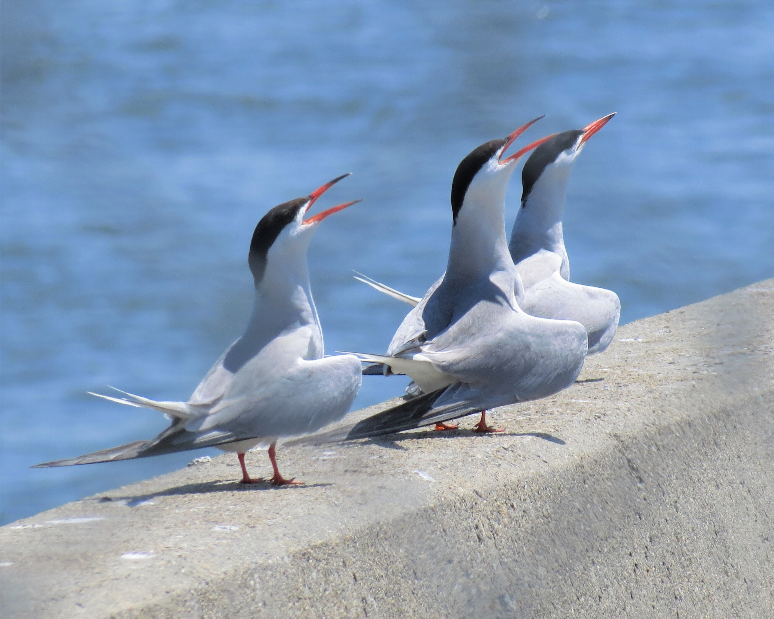 You may encounter Governors Island's nesting Common Terns as you explore the island. Photo: Keith Michael