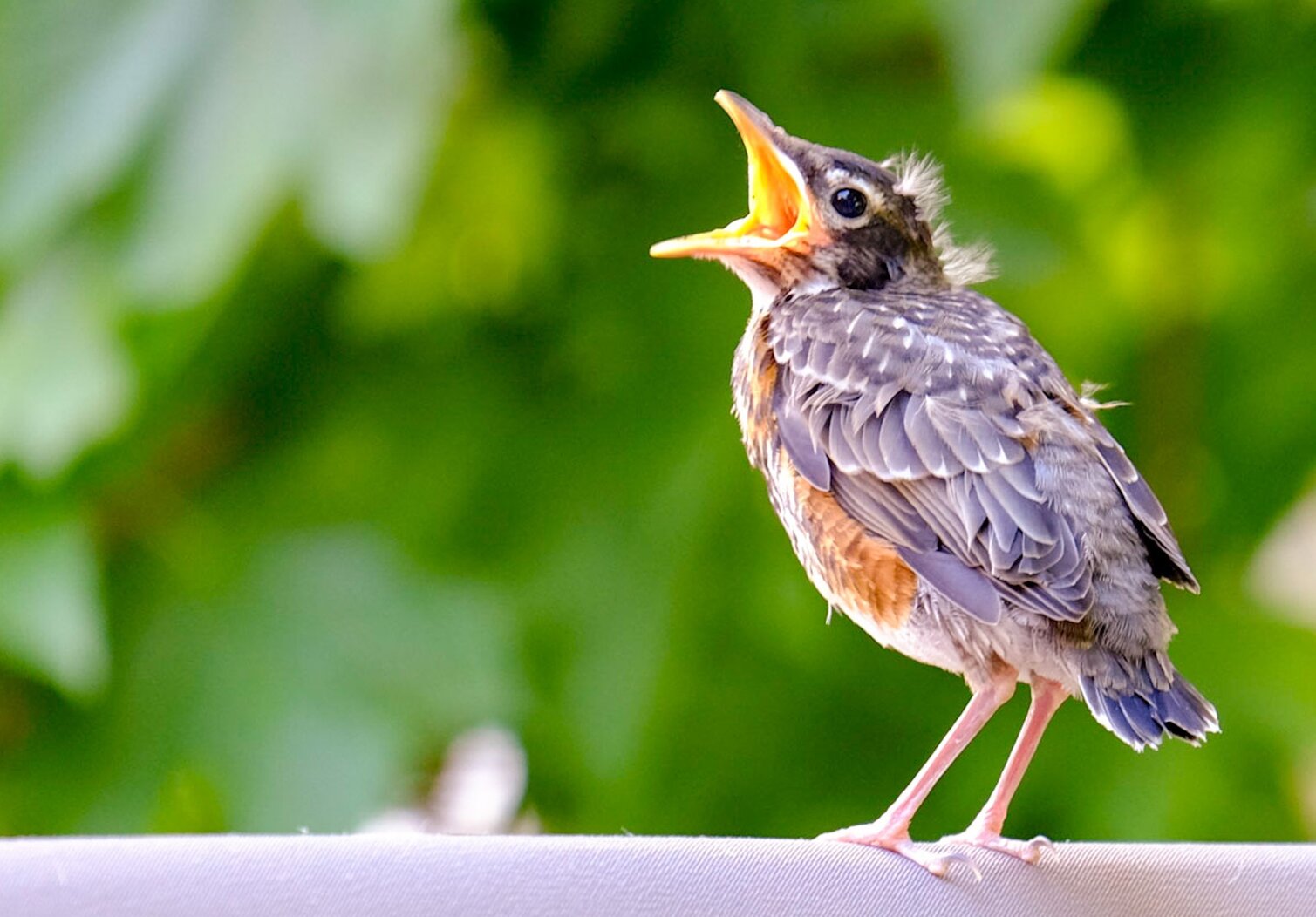 A fledgling American Robin is fully covered with body feathers and has short but fully formed wing and tail feathers, and can walk and hop. Photo: ppdiaporama/CC BY-NC-2.0