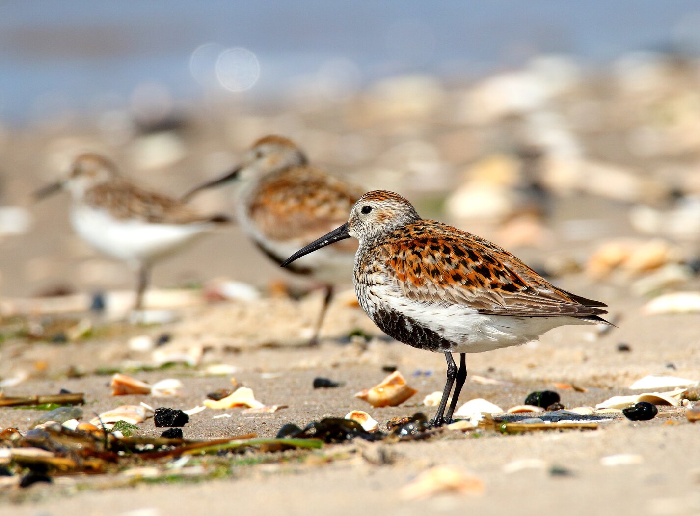 Dunlin are among the many shorebird species that stop by Plumb Beach during migration. Photo: Isaac Grant