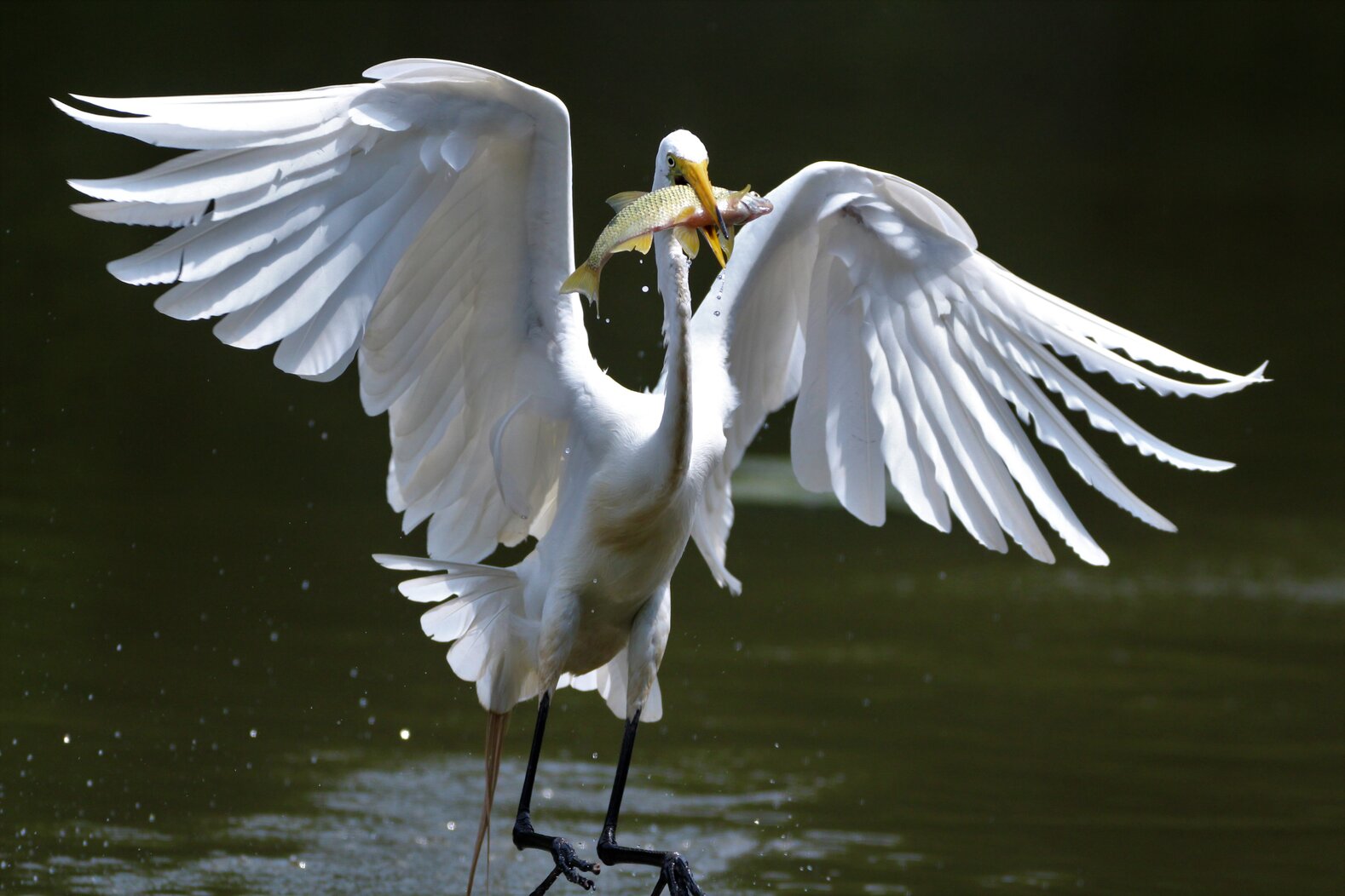 A Great Egret snares a good catch. Photo: Dave Ostapiuk