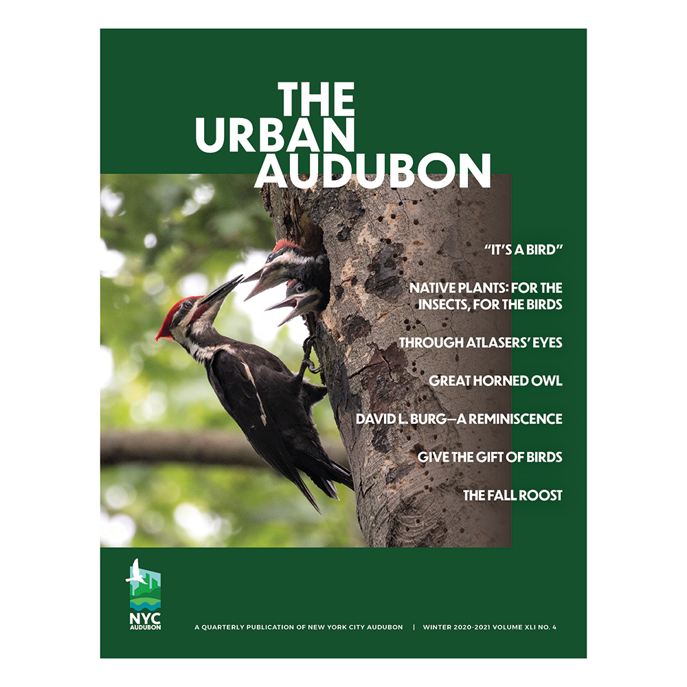 Winter 2020-2021 Urban Audubon Cover featuring Pileated Woodpeckers photograph by José R. Ramírez-Garofalo.
