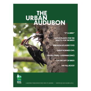 Winter 2020-2021 Urban Audubon Cover featuring Pileated Woodpeckers photograph by José R. Ramírez-Garofalo