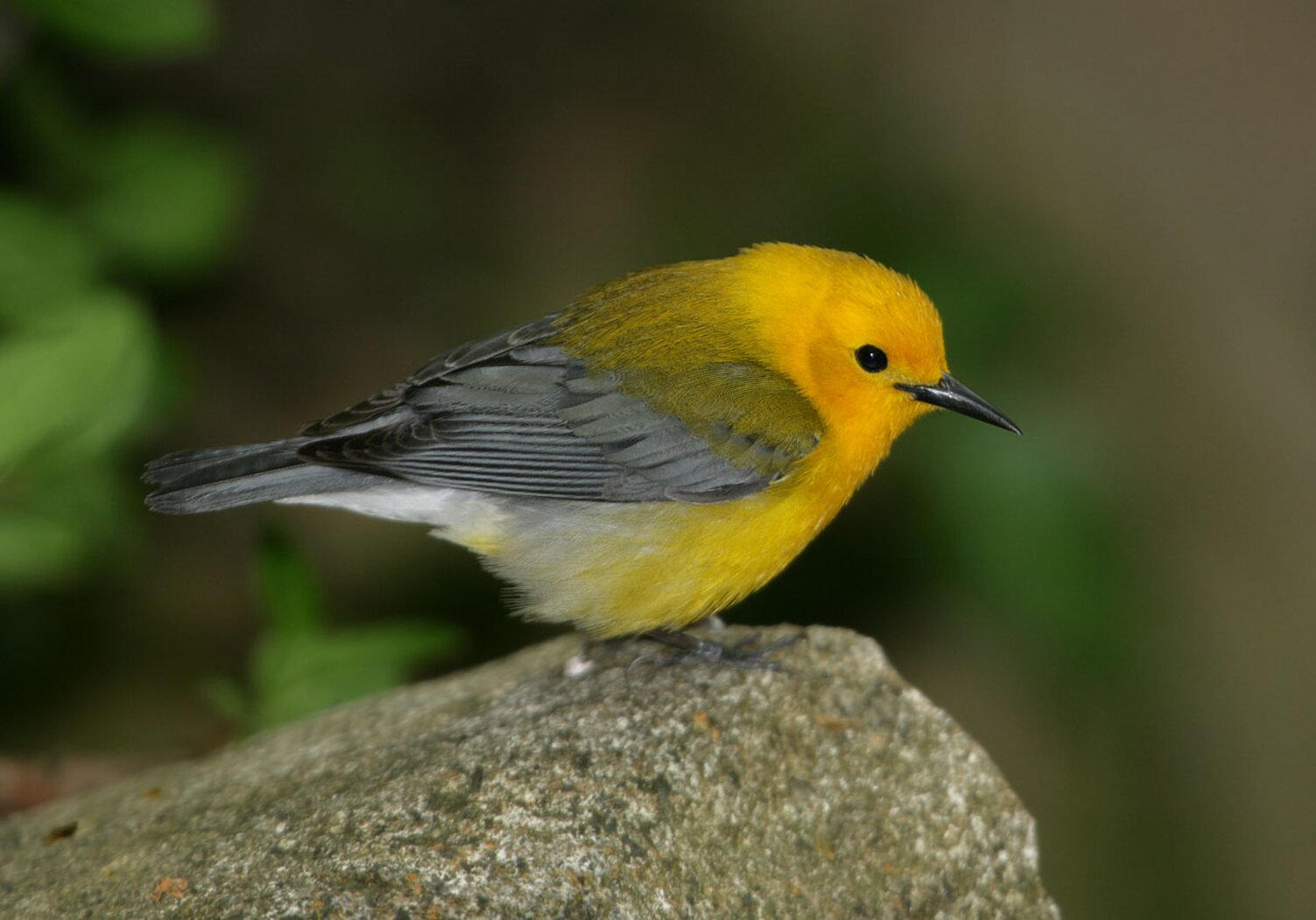 Prothonotary Warblers are among the species that “overshoot” in the spring, coming a bit too far north before returning further south to breed. Photo: Steve Nanz
