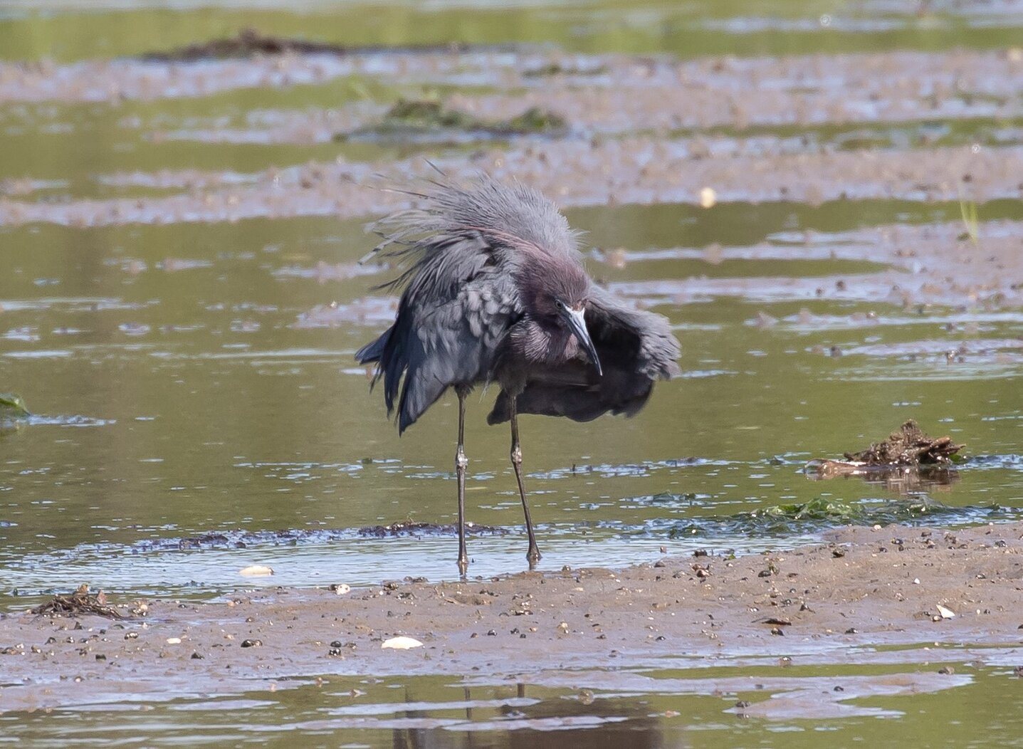 Little Blue Heron (here seen puffing up its breeding plumes) is frequently seen foraging at Plumb Beach. Photo: Ryan F. Mandelbaum