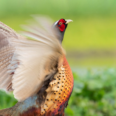 Shirley Chisholm State Park is one of the best bets in New York City to find the ever scarcer Ring-necked Pheasant. Photo: Karl Schneider/Audubon Photography Awards
