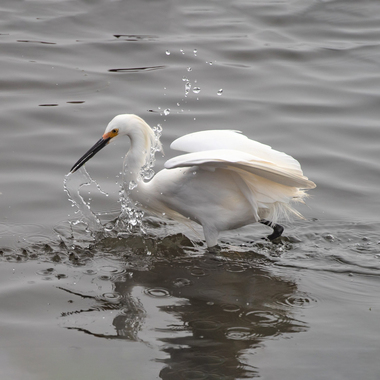 A Snowy Egret hunts for fish in Marine Park Preserve's shallow water. Photo: <a href="https://www.flickr.com/photos/144871758@N05/" target="_blank">Ryan F. Mandelbaum</a>