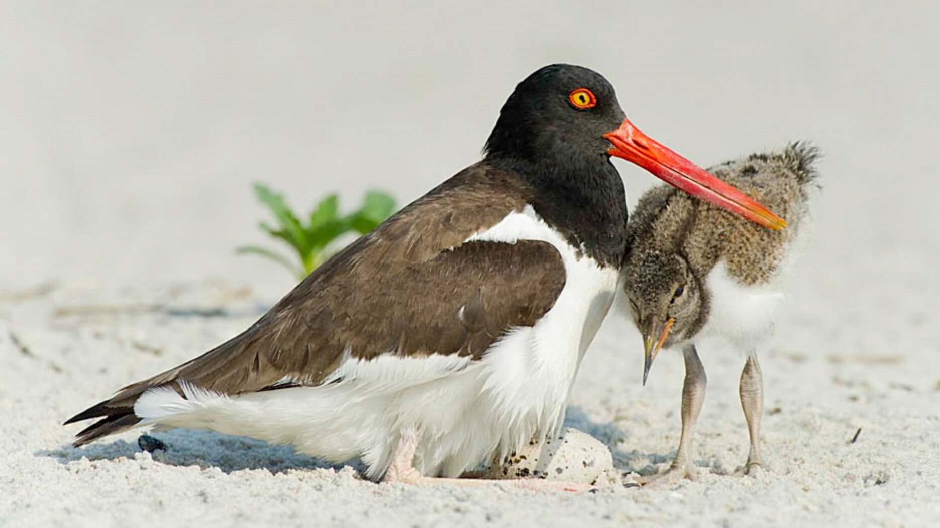American Oystercatcher chicks can run within 24 hours of hatching, but it takes up to 60 days for their beaks to become strong enough to pry open bivalves. Photo: Christopher Ciccone/Audubon Photography Awards