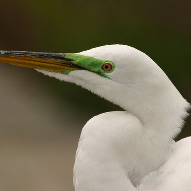Great Egret. Photo: Steve Nanz