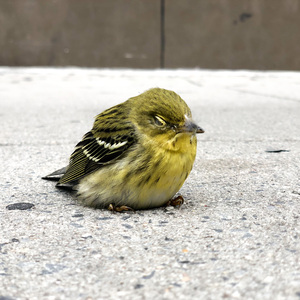 This Blackpoll Warbler was found injured on the street after colliding with a building in NYC. It was taken to the Wild Bird Fund rehabilitation facility for professional care. Photo: NYC Audubon