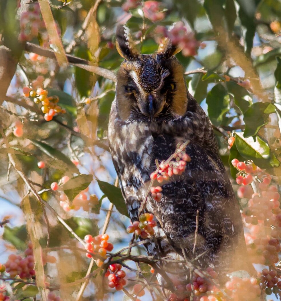 A Long-eared Owl found roosting in Coney Island Creek Park.” Photo: Douglas Gochfeld