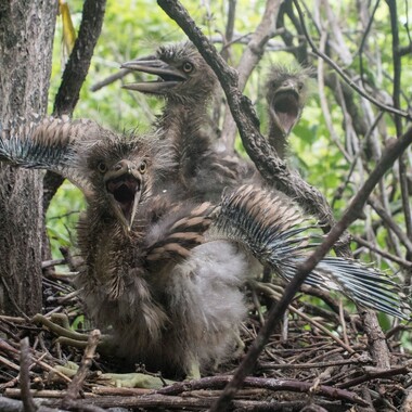 Black-crowned Night-Heron nestlings on the Bronx’s South Brother Island. Photo: Mike Feller