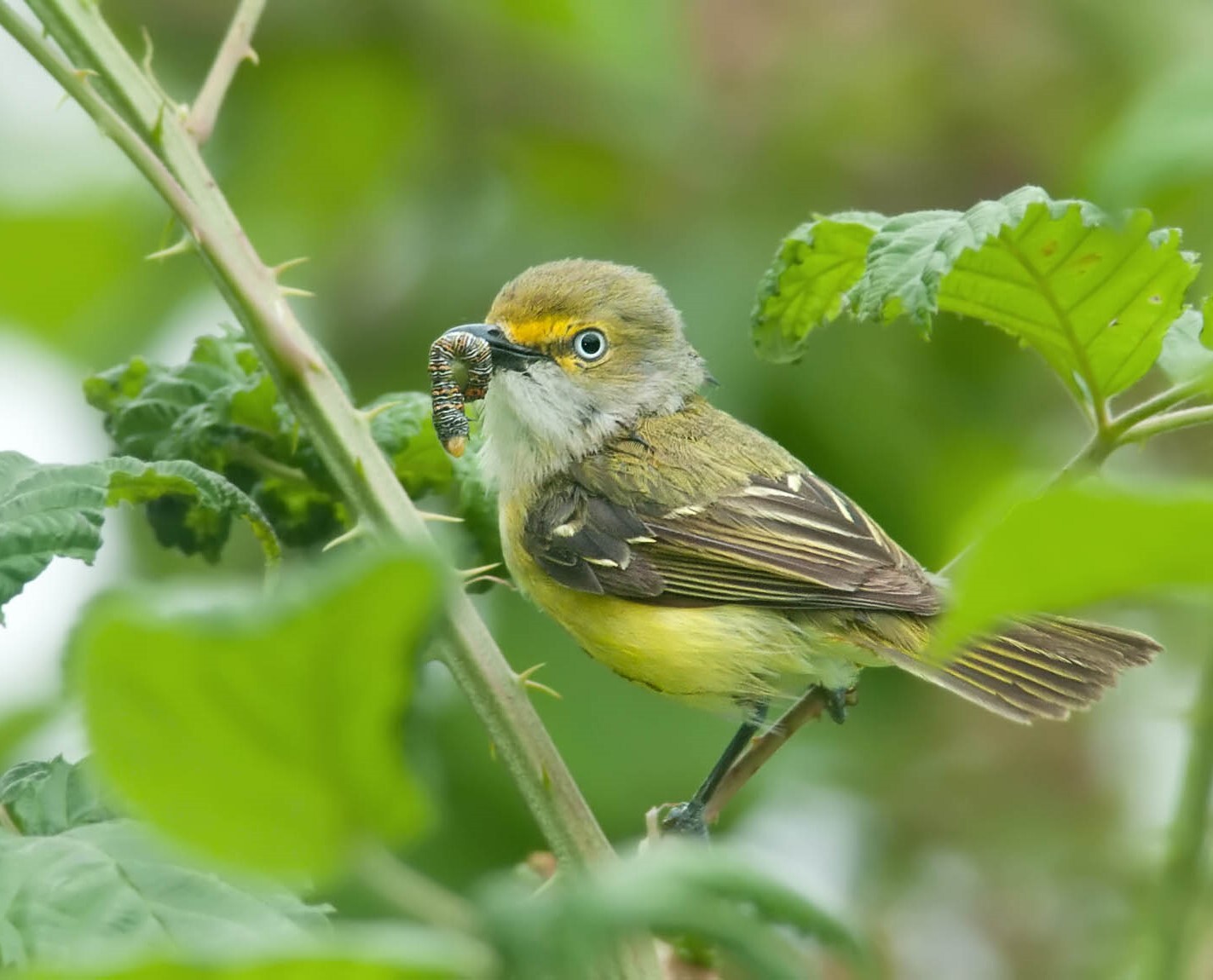 The secretive White-eyed Vireo has nested in Long Pond Park. <a href="https://www.flickr.com/photos/puttefin/4685291431" target="_blank">Photo</a>: Kelly Colgan Azar/<a href="https://creativecommons.org/licenses/by-nd/2.0/" target="_blank">CC BY-ND 2.0</a>