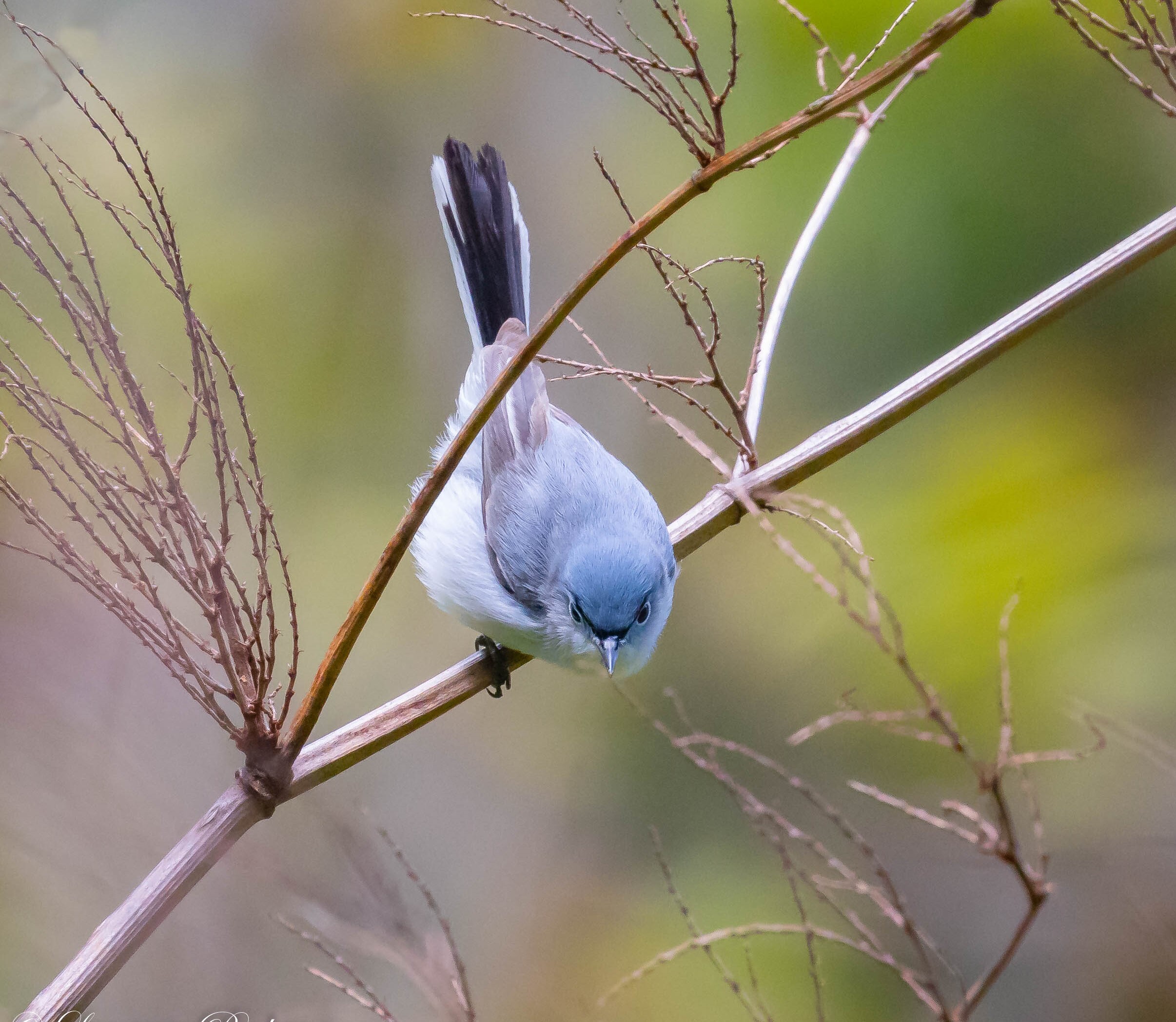 The Blue-Gray Gnatcatcher's wheezy tones may be heard in North Mount Loretto State Forest during nesting season. Photo: <a href="https://www.flickr.com/photos/51819896@N04/" target="_blank">Lawrence Pugliares</a>