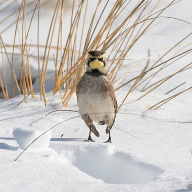 The light, tinkling song of the Horned Lark may be heard from the grassslands of Floyd Bennett Field from October through March. Photo: <a href="https://www.flickr.com/photos/144871758@N05/" target="_blank">Ryan F. Mandelbaum</a>