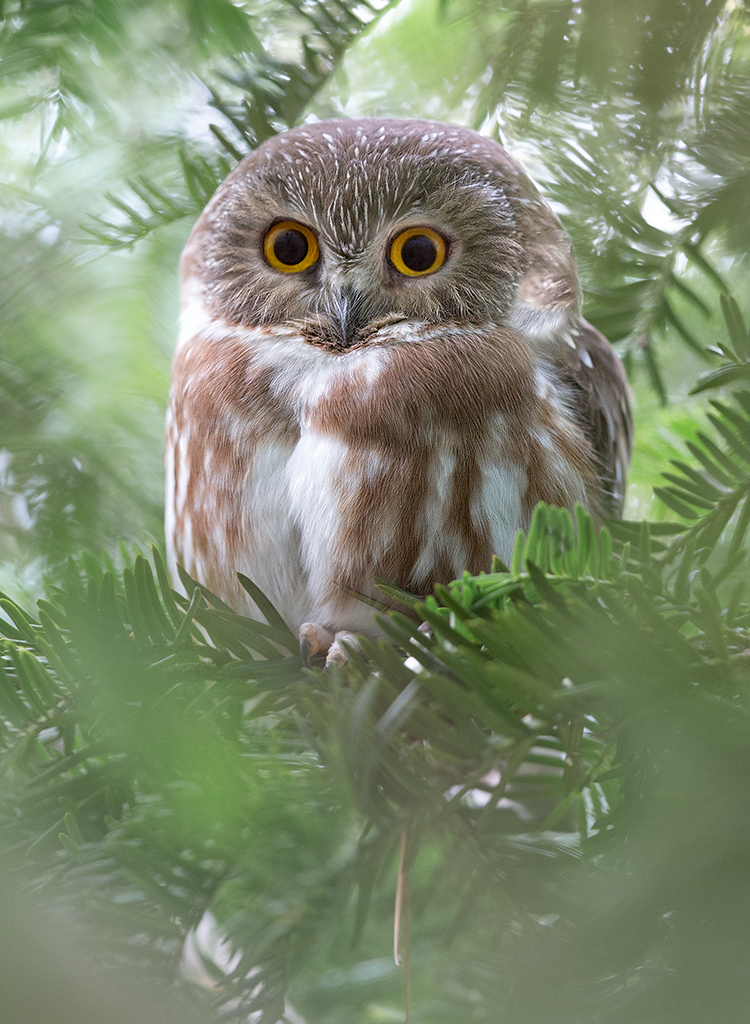 Often one or two Barred Owls winter in Central Park. Photo: <a href="https://www.fotoportmann.com/" target="_blank">François Portmann</a>