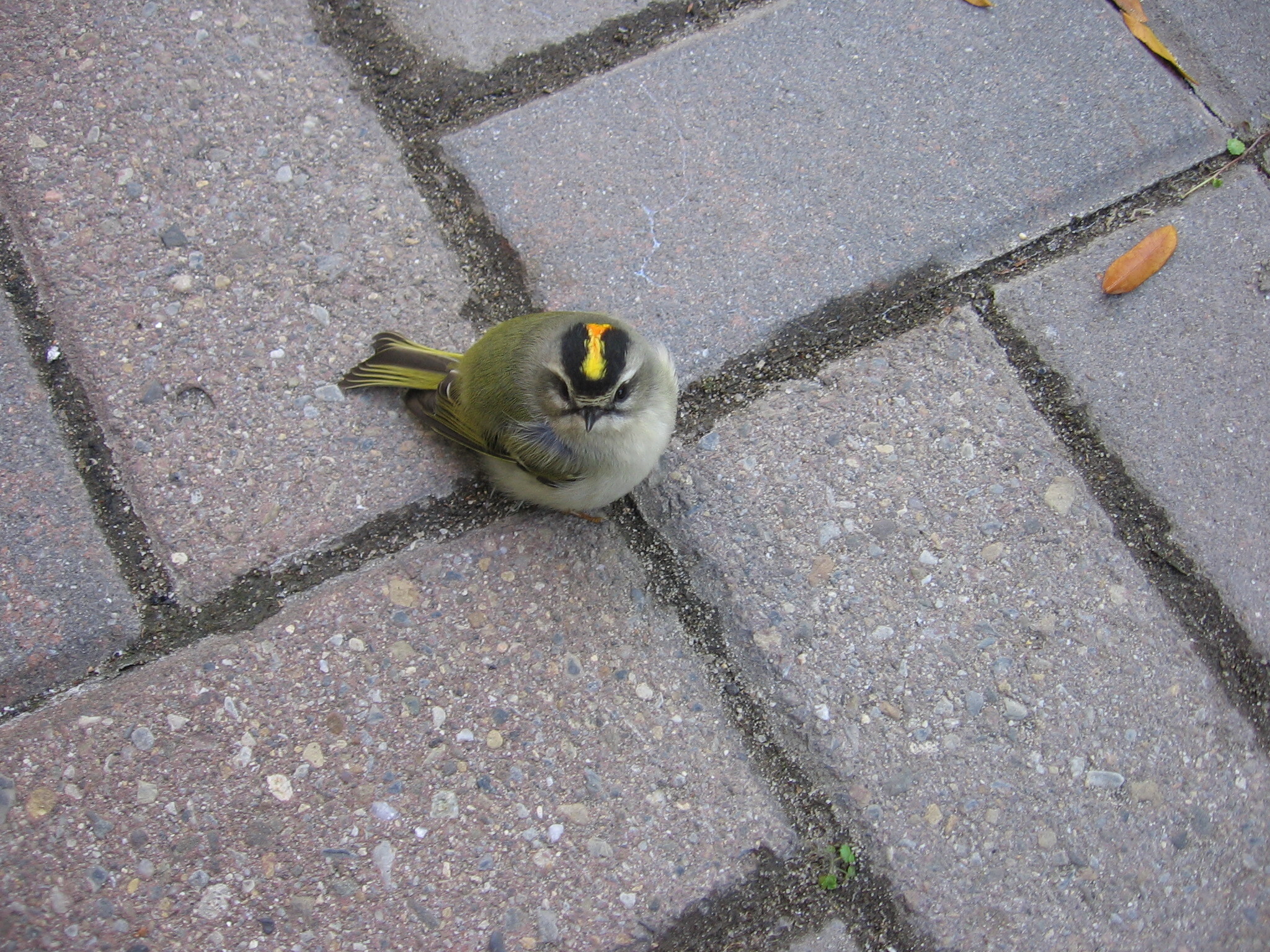 Injured Golden-crowned Kinglet in need of assistance. Photo: NYC Audubon