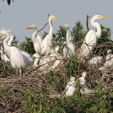 Great Egret adults and nestlings (with a few Snowy Egrets) on their nests, just a few feet from the ground, on Subway Island in Jamaica Bay. Photo: <a href="https://www.facebook.com/don.riepe.14" target="_blank" >Don Riepe</a>
