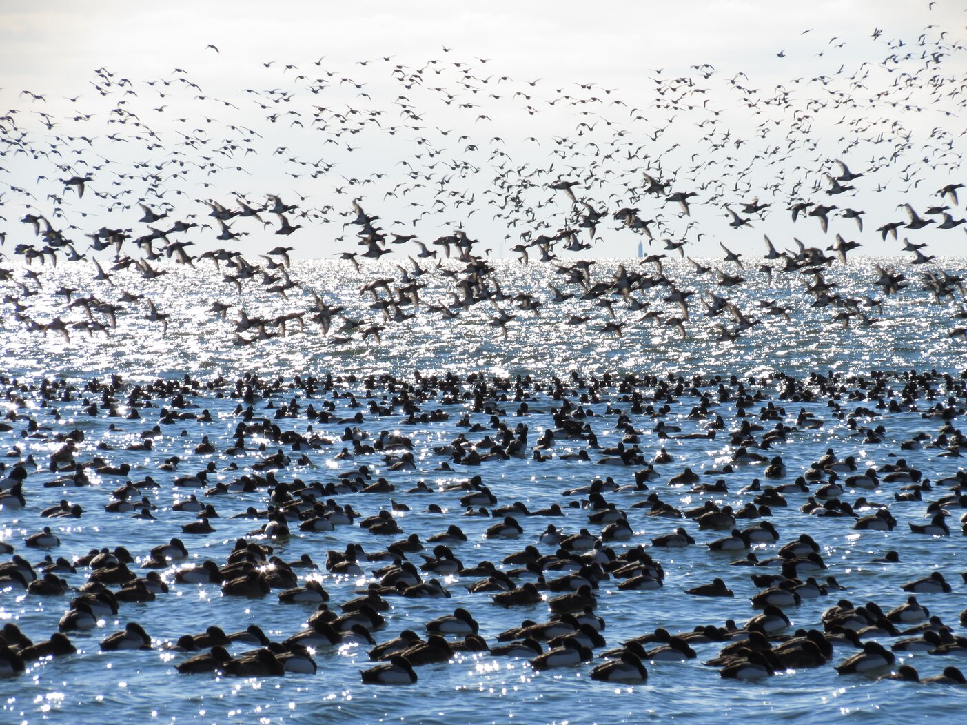 Great numbers of Greater Scaup sometimes gather in Dead Horse Bay. Photo: Keith Michael