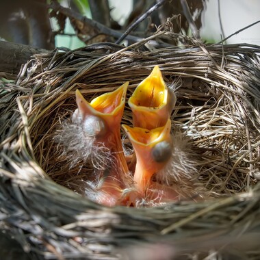 Hatchlings like these American Robins have closed eyes and are mostly featherless. Hatchlings are completely helpless and dependent on their parents. Photo: Brook Ward/CC BY-NC 2.0