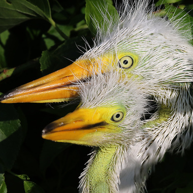 Young Great Egrets (showing their green skin) on Subway Island in Jamaica Bay. Photo: <a href="https://www.facebook.com/don.riepe.14" target="_blank" >Don Riepe</a>