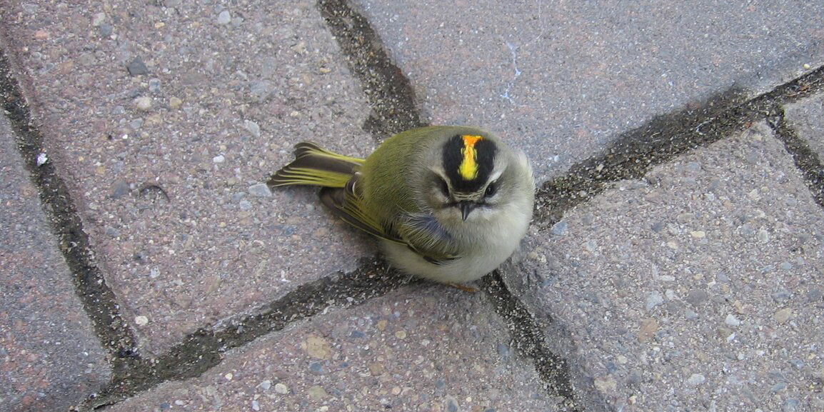 Golden-crowned Kinglets are among the most frequent collision victims in New York City. Photo: NYC Audubon