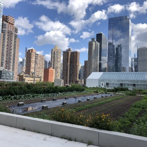 The Javits Center's one-acre rooftop farm, managed by Brooklyn Grange, grows up to 50 crops each season. Photo credit: Dustin Partridge