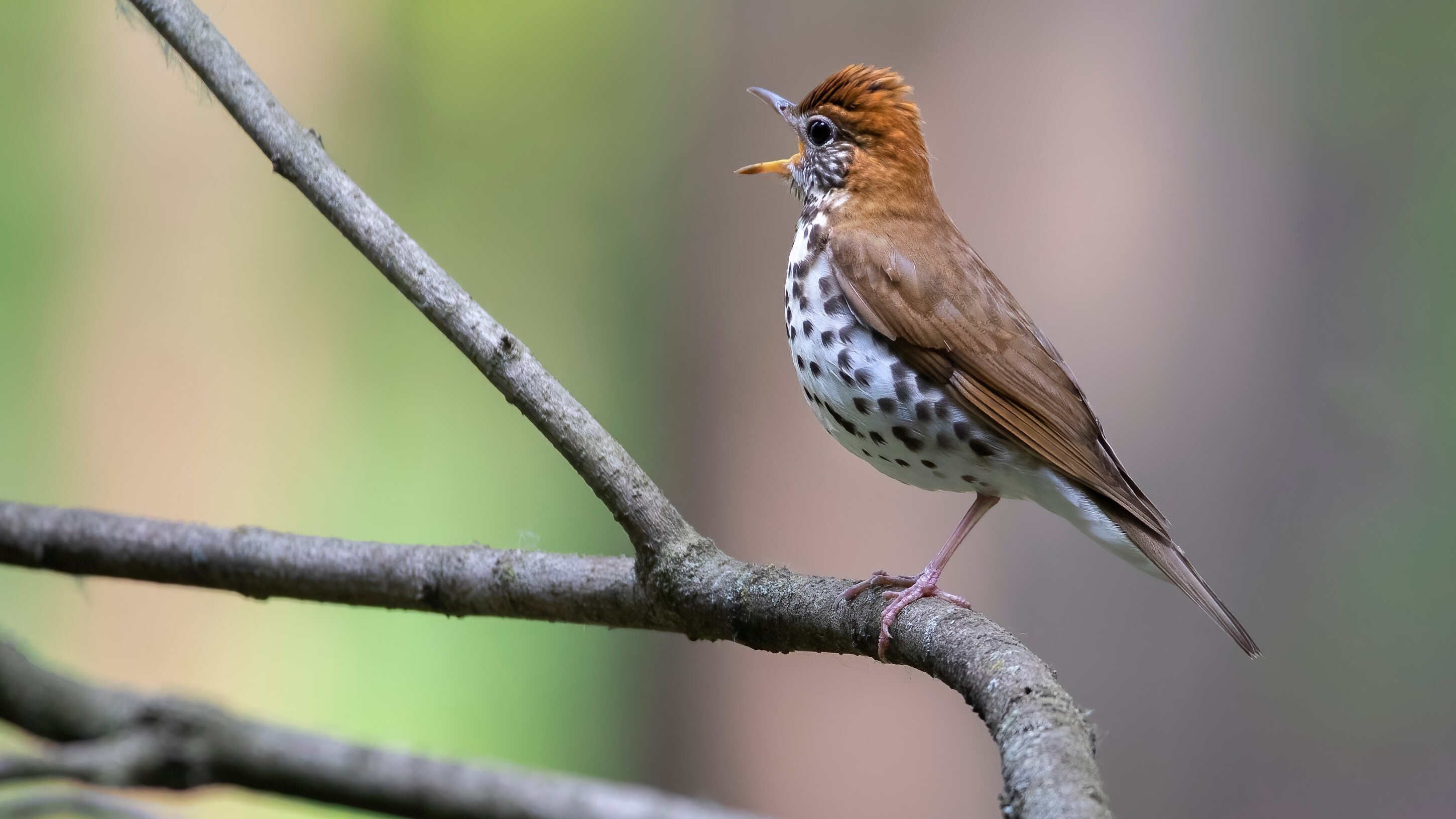 The Wood Thrush’s double voice box is the secret behind its ethereal, flute-like song. The two halves of its syrinx can produce notes independently, allowing the bird to create a symphony of sounds that blend together perfectly. Photo: Adobe Stock