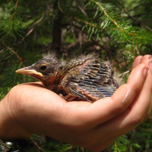 What to Do with Injured, Orphaned, and Dead Birds | NYC Audubon