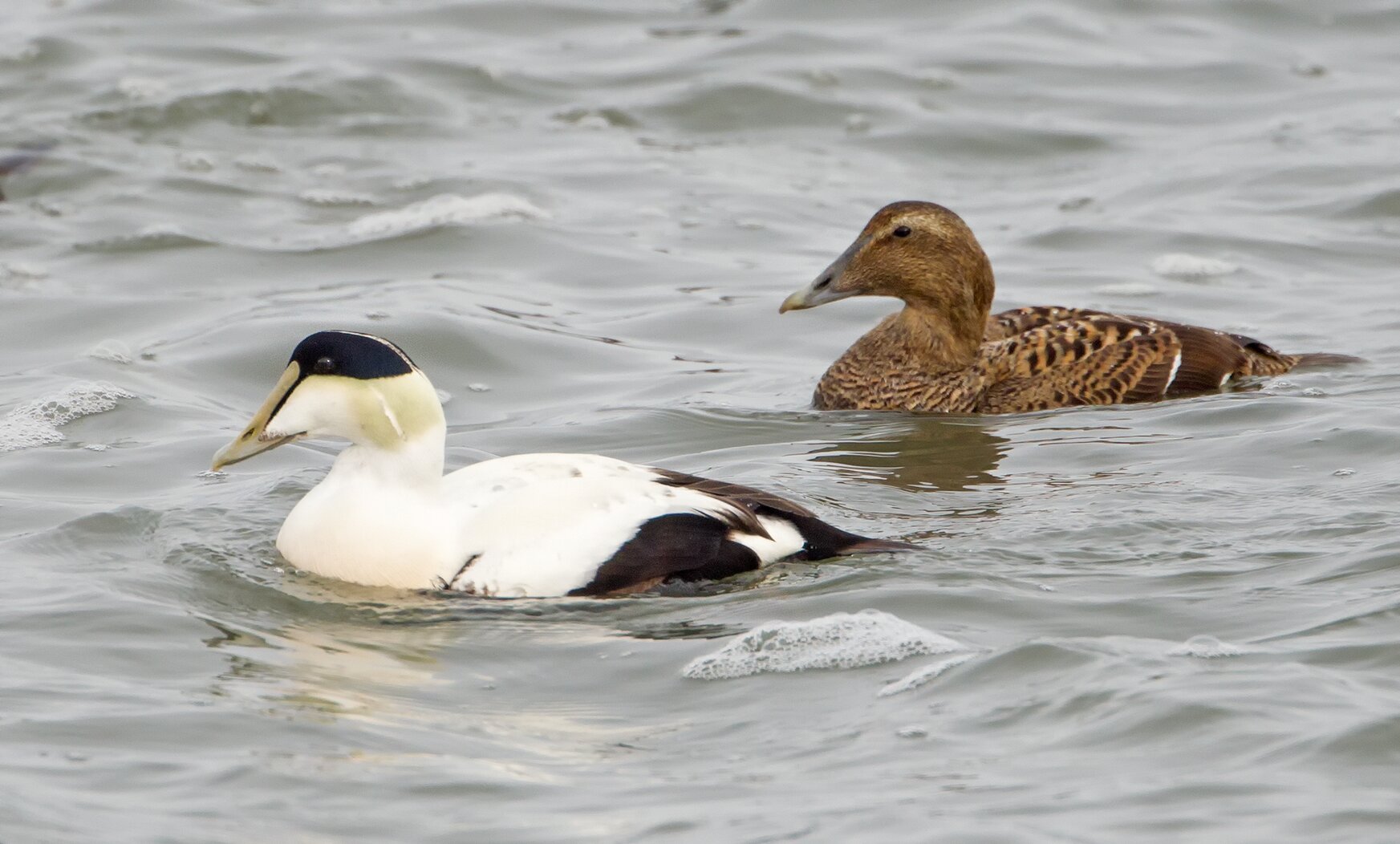 A Common Eider male and female; Common Eider are sometimes seen along the southern coast of Brooklyn in the wintertime. Photo: Lloyd Spitalnik