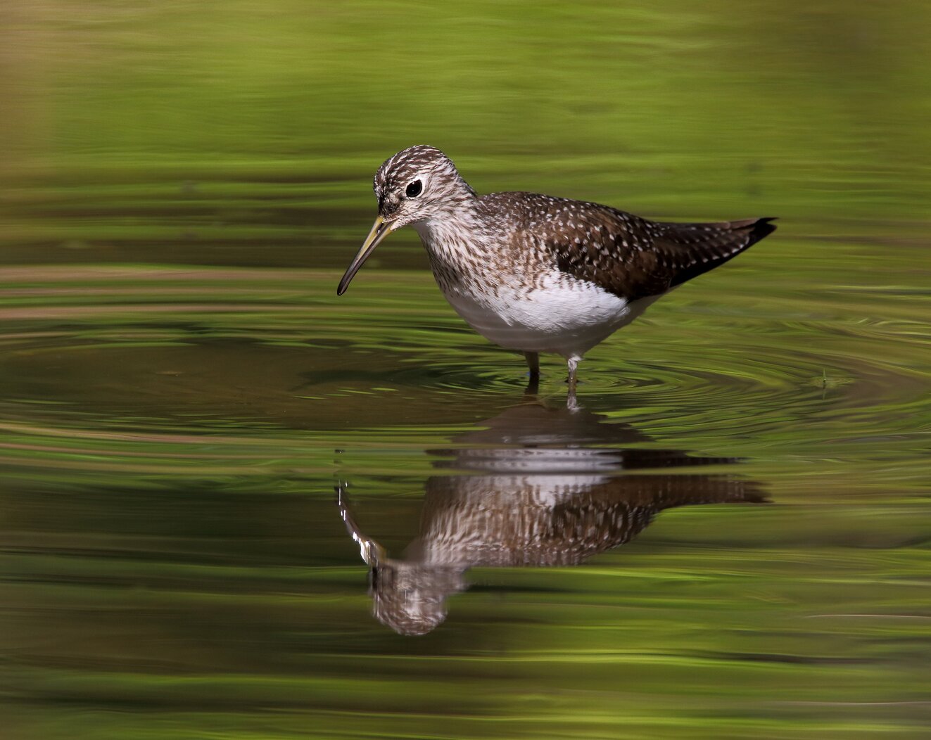 Check Long Pond for Solitary Sandpiper during migration. Photo: Isaac Grant