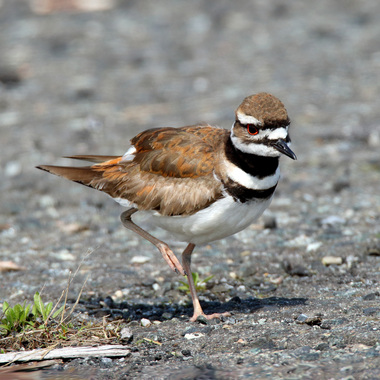 Killdeer find prime nesting territory in the open areas of Floyd Bennett Field. Photo: <a href="https://www.flickr.com/photos/120553232@N02/" target="_blank">Isaac Grant</a>