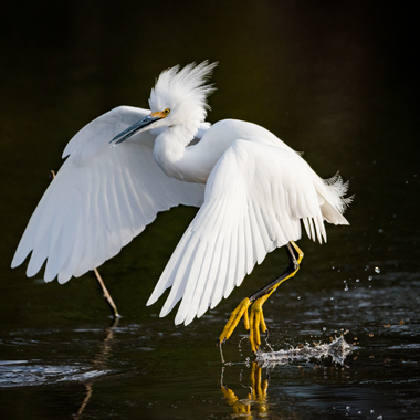 A Snowy Egret in breeding plumage, showing its curved back plumes, or “aigrettes.” Photo: Don Miller/<a href="https://creativecommons.org/licenses/by-nc/2.0/" target="_blank" >CC BY 2.0</a>
