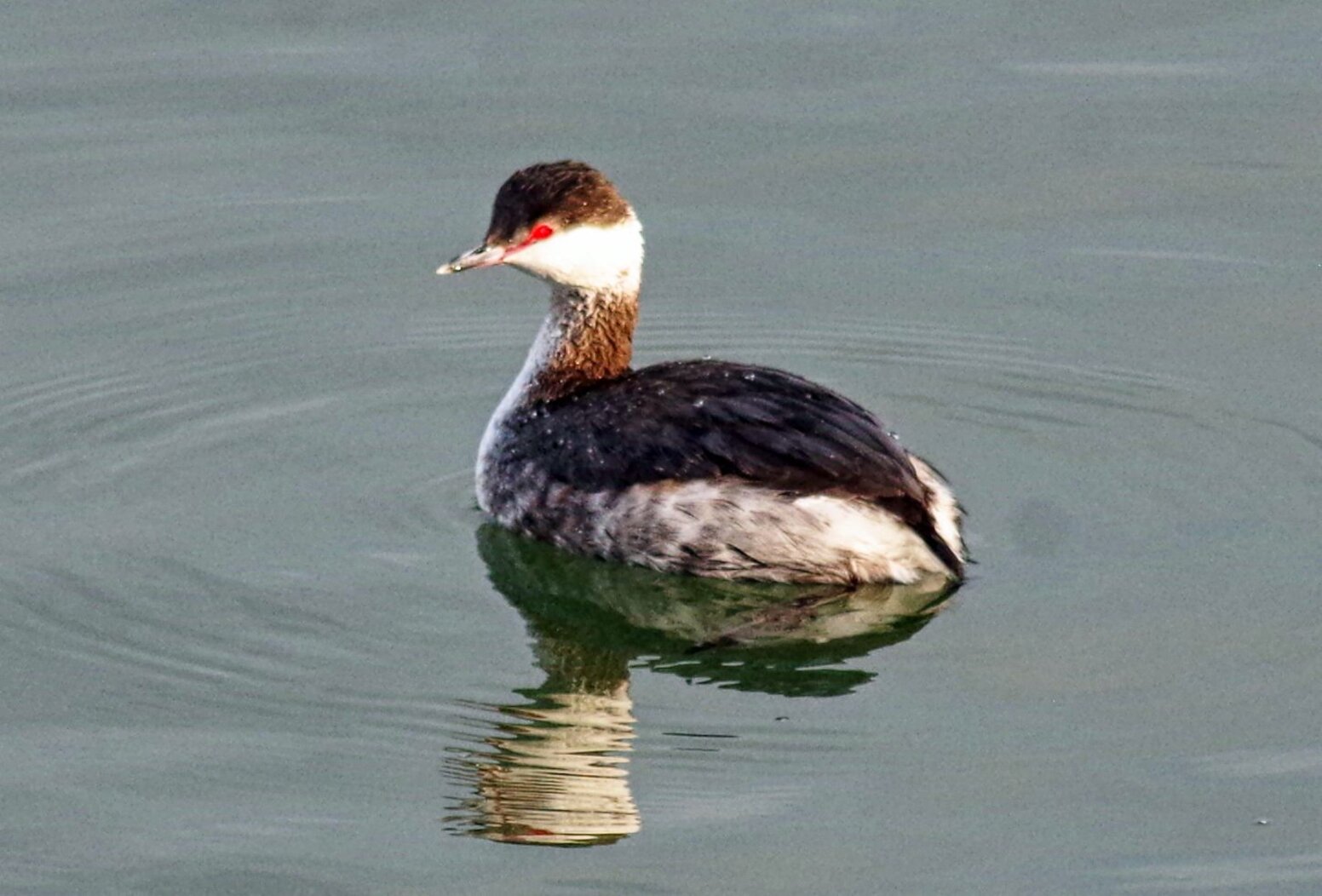 Horned Grebes may be seen from Calvert Vaux Park in the wintertime (and in the right light, their red eyes are a bit otherworldly). Photo: Will Pollard/CC BY-ND 2.0