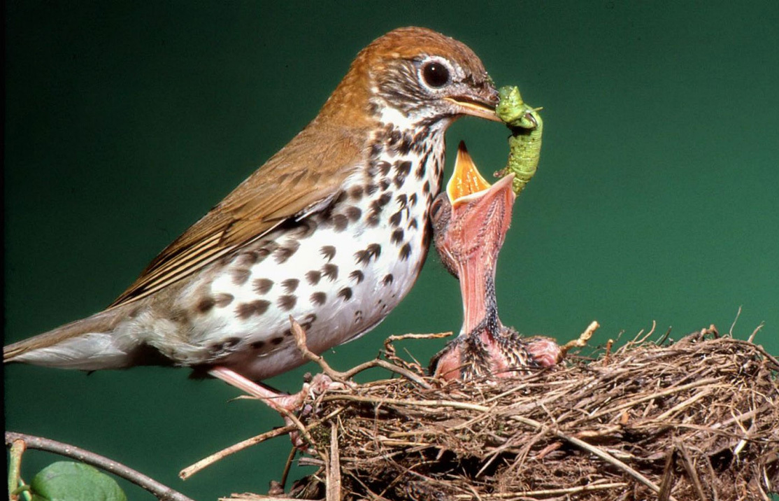 A parent Wood Thrush delivers a meal of juicy caterpillar. Photo: © Bill Duyk