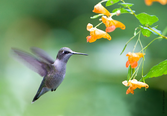A Ruby-throated Hummingbird feeds at the flowers of native Jewelweed. Photo: David Speiser