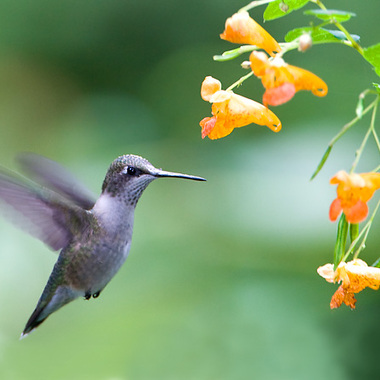 Migrating Ruby-throated Hummingbirds flock to blooming Jewelweed in late summer and fall.  Photo: <a href="https://www.lilibirds.com/" target="_blank">David Speiser</a>
