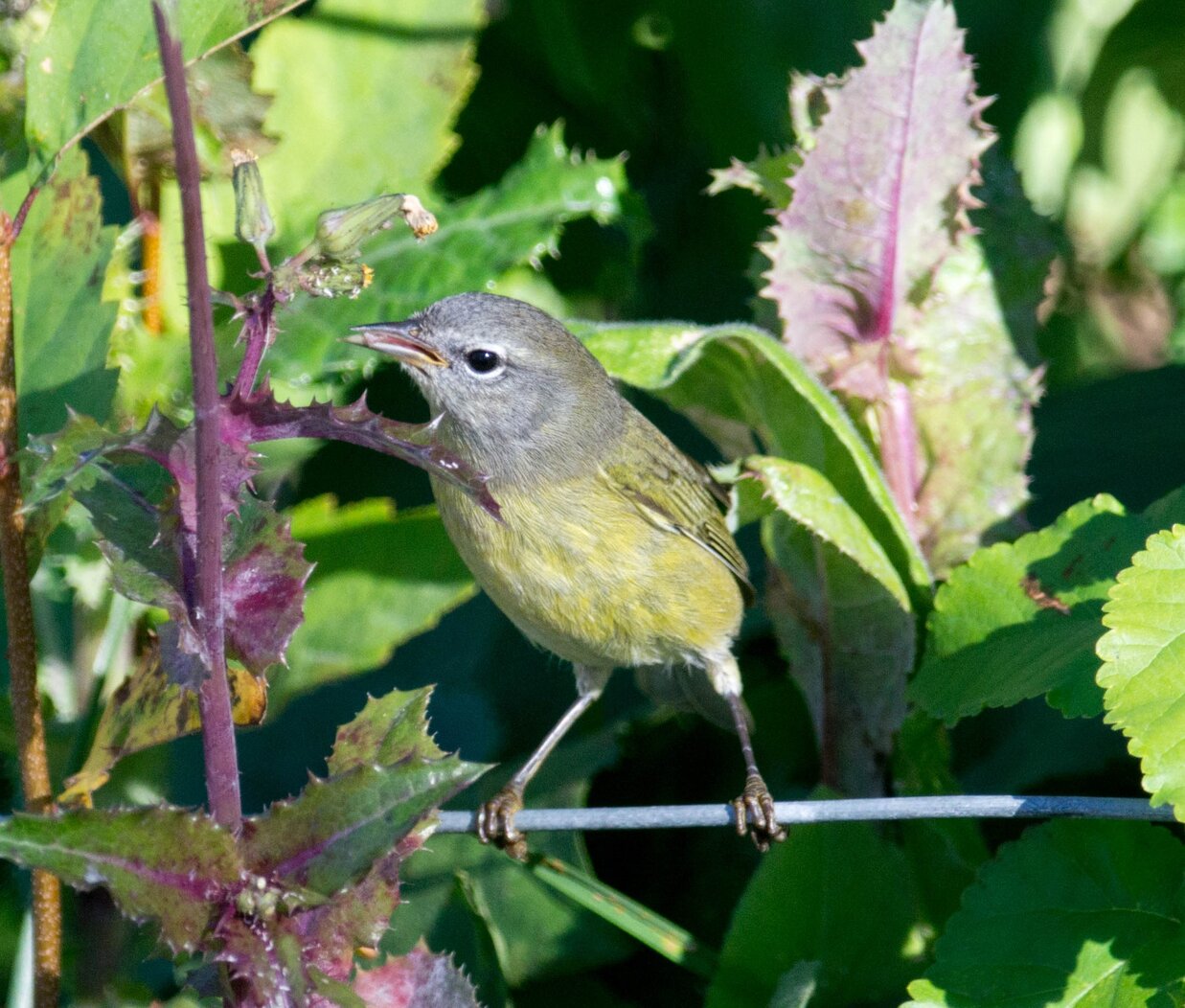 An Orange-crowned Warbler feeds in the gardens of Brooklyn Bridge Park. Photo: Will Pollard/CC BY-ND 2.0