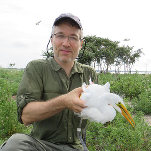 Communications Content Manager and Research Associate Tod Winston holds tagged Great Egret during survey of Elder's Point East. Photo: Debra Kriensky