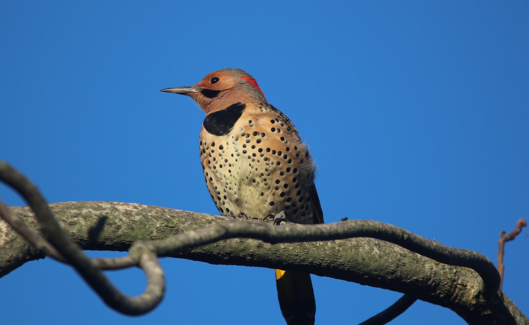 A male Northern Flicker (recognized by his black moustache). Photo: Dave Ostapiuk
