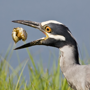 Yellow-crowned Night-Herons specialize in feeding on crabs and other crustaceans, which they find in the City’s tidal creeks and marshes. Photo: <a href="https://pbase.com/btblue" target="_blank" >Lloyd Spitalnik</a>
