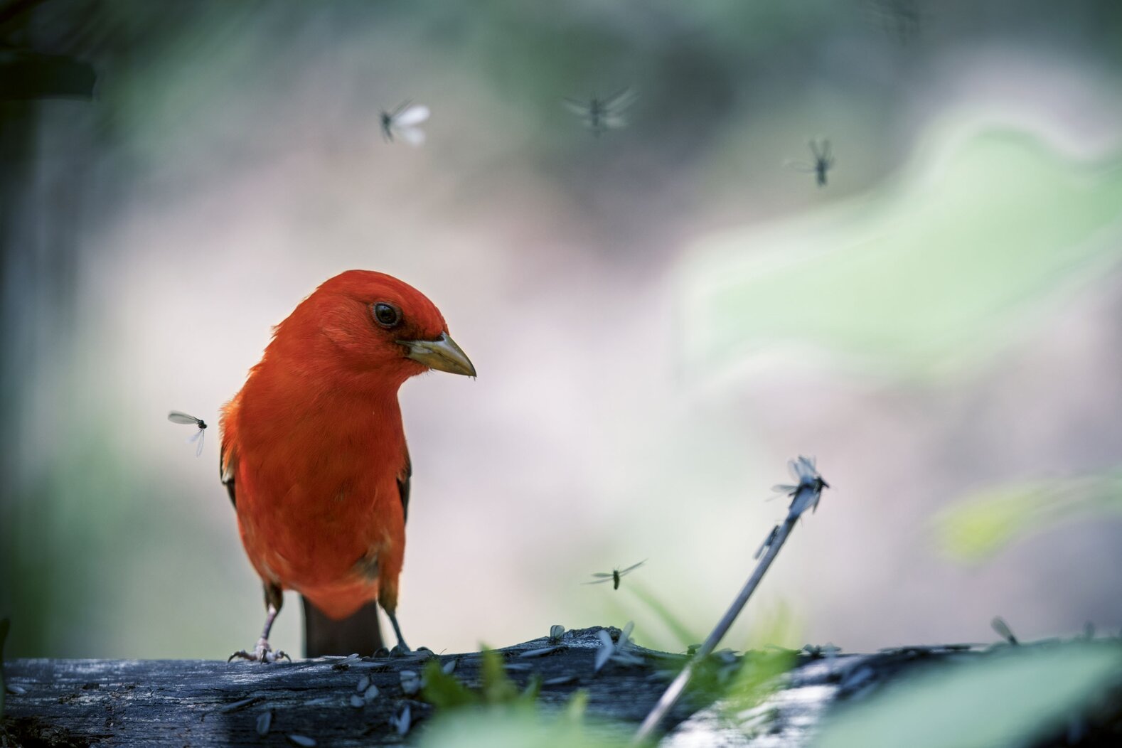 A Scarlet Tanager feasts at a “termite hatch-out” in the Central Park Ramble. Photo: François Portmann