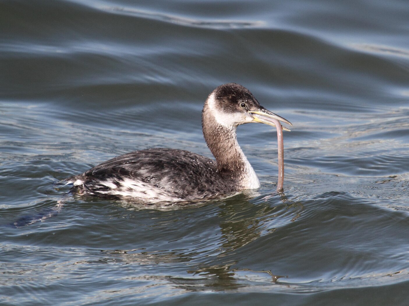 A Red-necked Grebe seen off Brooklyn Bridge dines on an East River creature (an eel?). Photo: Heather Wolf/CC BY-NC-SA 2.0