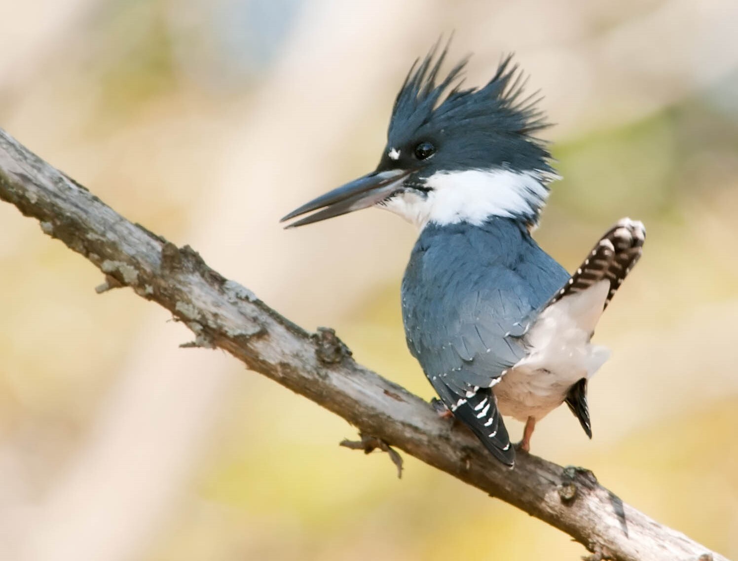 Turtle Pond is one of the best spots in the park to find a Belted Kingfisher.  <a href="https://www.flickr.com/photos/puttefin/5065886781/" target="_blank">Photo</a>: Kelly Colgan Azar/<a href="https://creativecommons.org/licenses/by-nd/2.0/" target="_blank" >CC BY-ND 2.0</a>