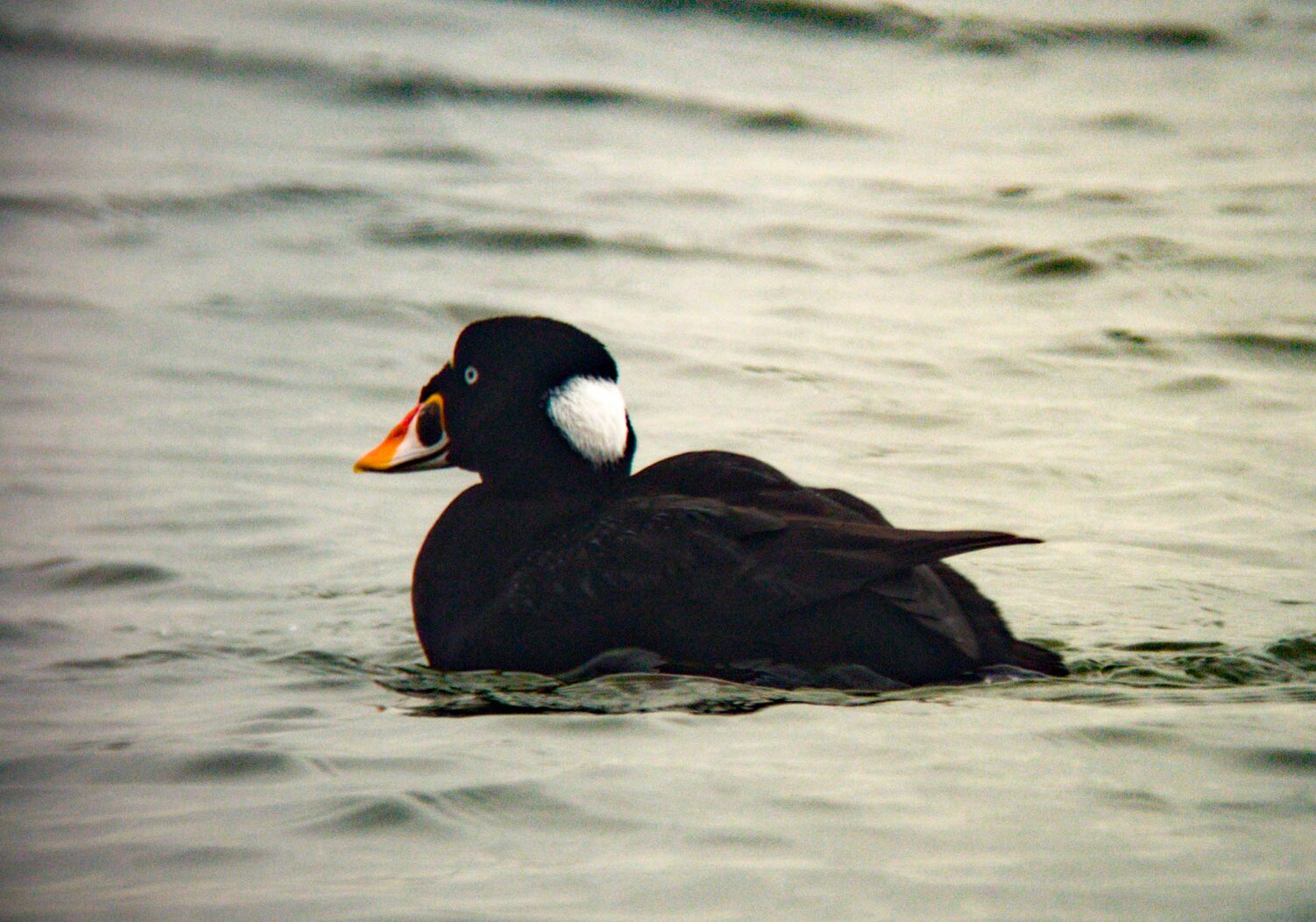 A Surf Scoter swims off of Bush Terminal Piers Park. Photo: Will Pollard/CC BY-ND 2.0