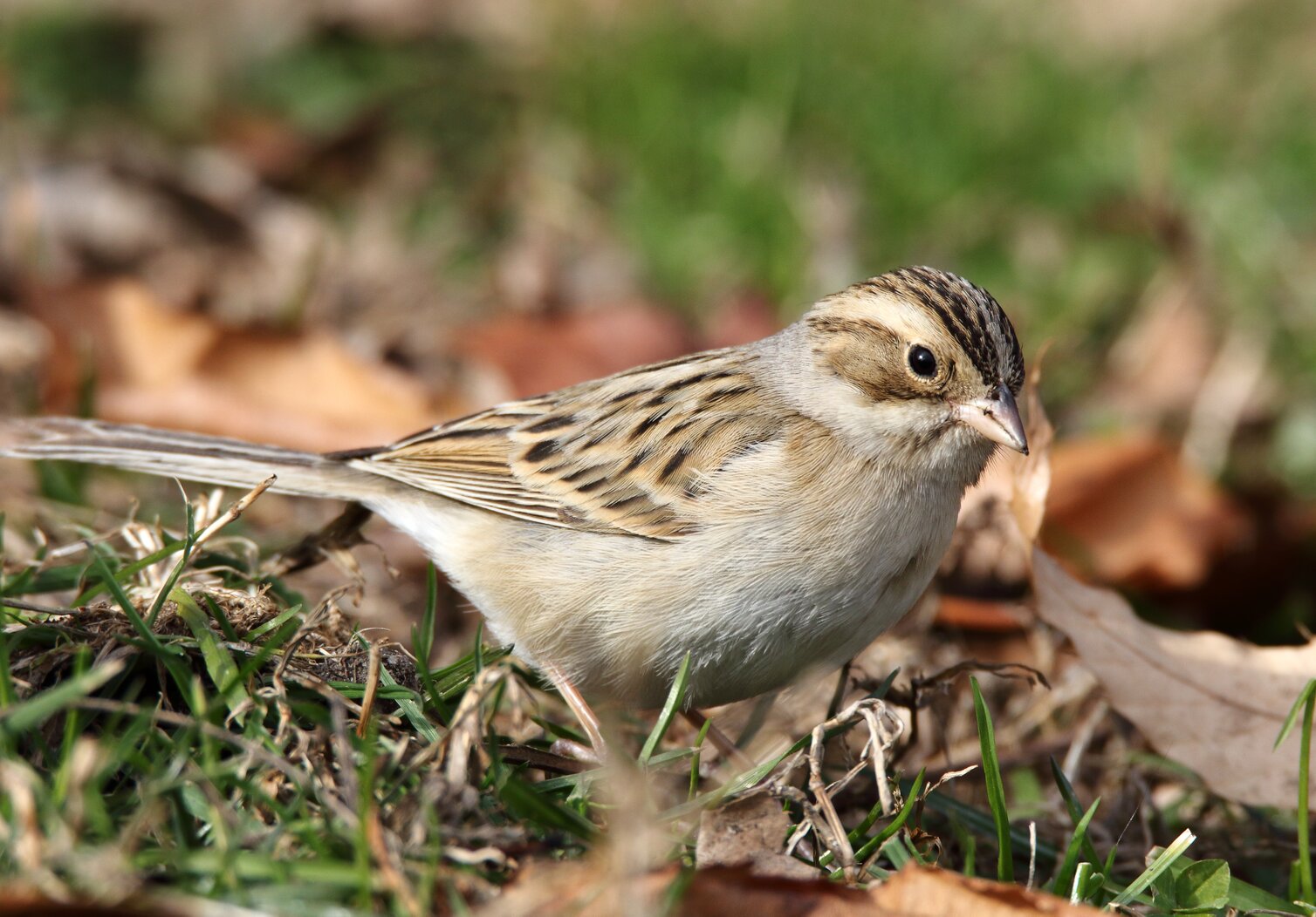 Clay-colored Sparrow has been spotted in the upland areas of Bush Terminal Piers Park. Photo: Isaac Grant