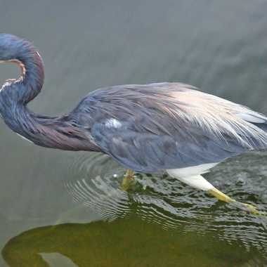 The Tricolored Heron aggressively chases small fish, foraging with quick, darting movements and sometimes raising its wings. Photo: Heather Paul/<a href="https://creativecommons.org/licenses/by-nd/2.0/" target="_blank" >CC BY-ND 2.0</a>