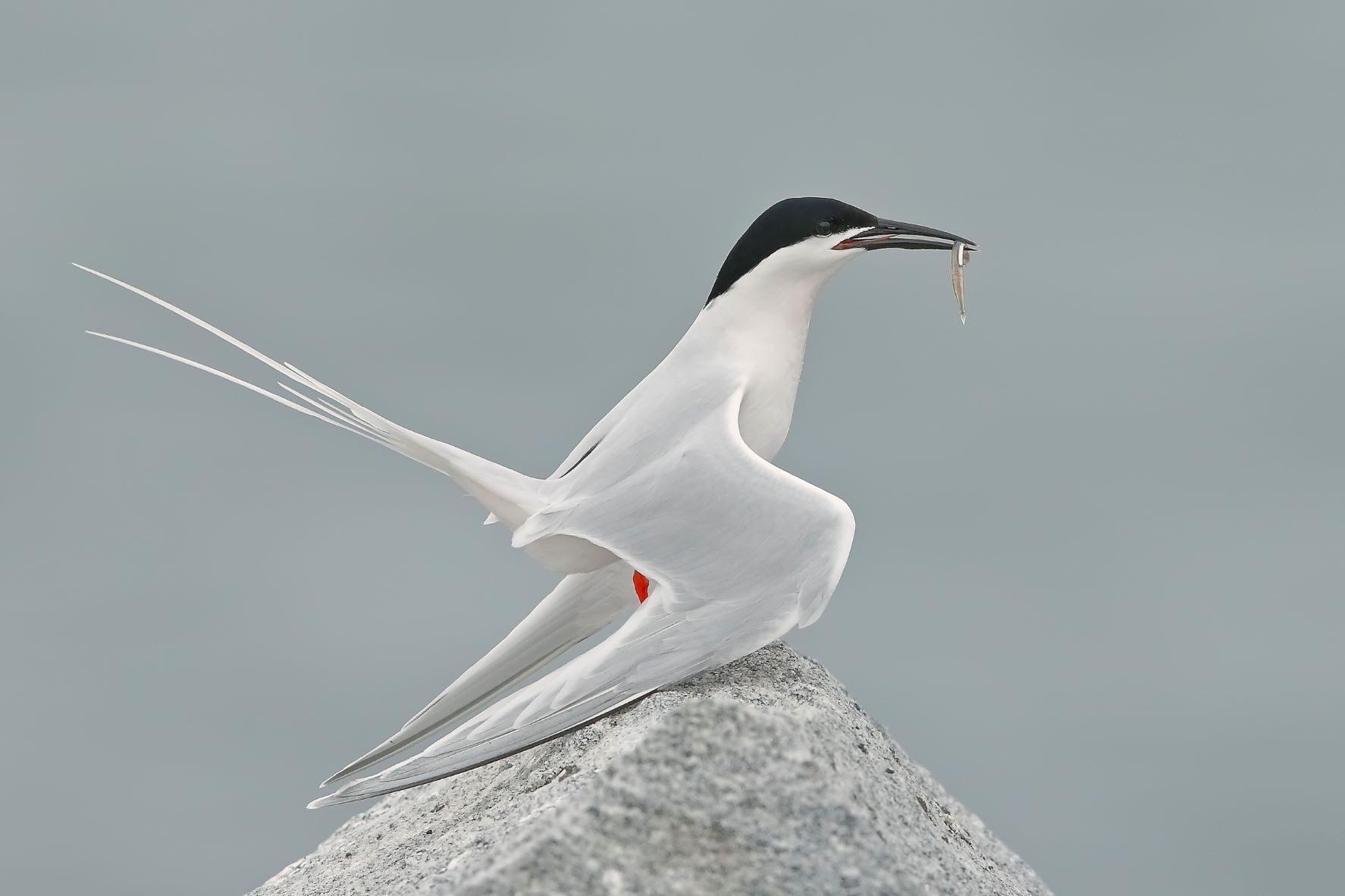 The Roseate Tern is occasionally seen at New York City beaches. Listed as Endangered in New York State, this elegant species breeds at the eastern tip of Long Island and forages in the New York Bight. Photo: Ann Pacheco/Audubon Photography Awards