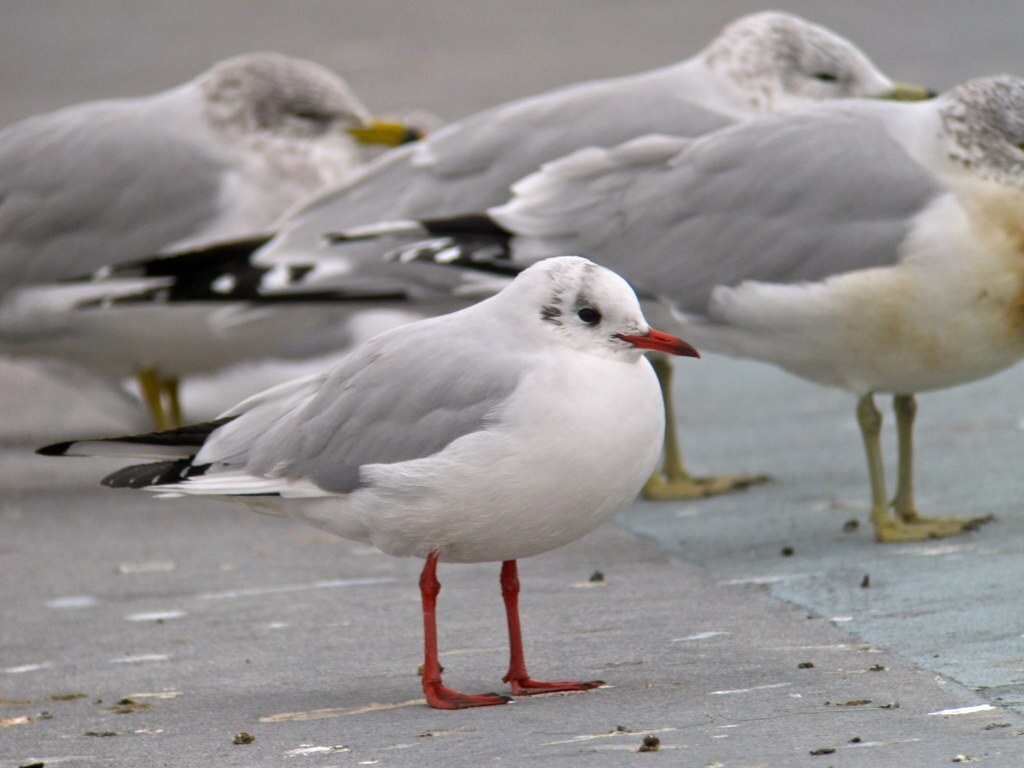 Unusual gulls are a specialty of American Veterans Memorial Pier. Here a winter-plumaged Black-headed Gull, a rare winter visitor to our area from Europe, accompanies a group of Ring-billed Gulls. Photo: Richard Fried