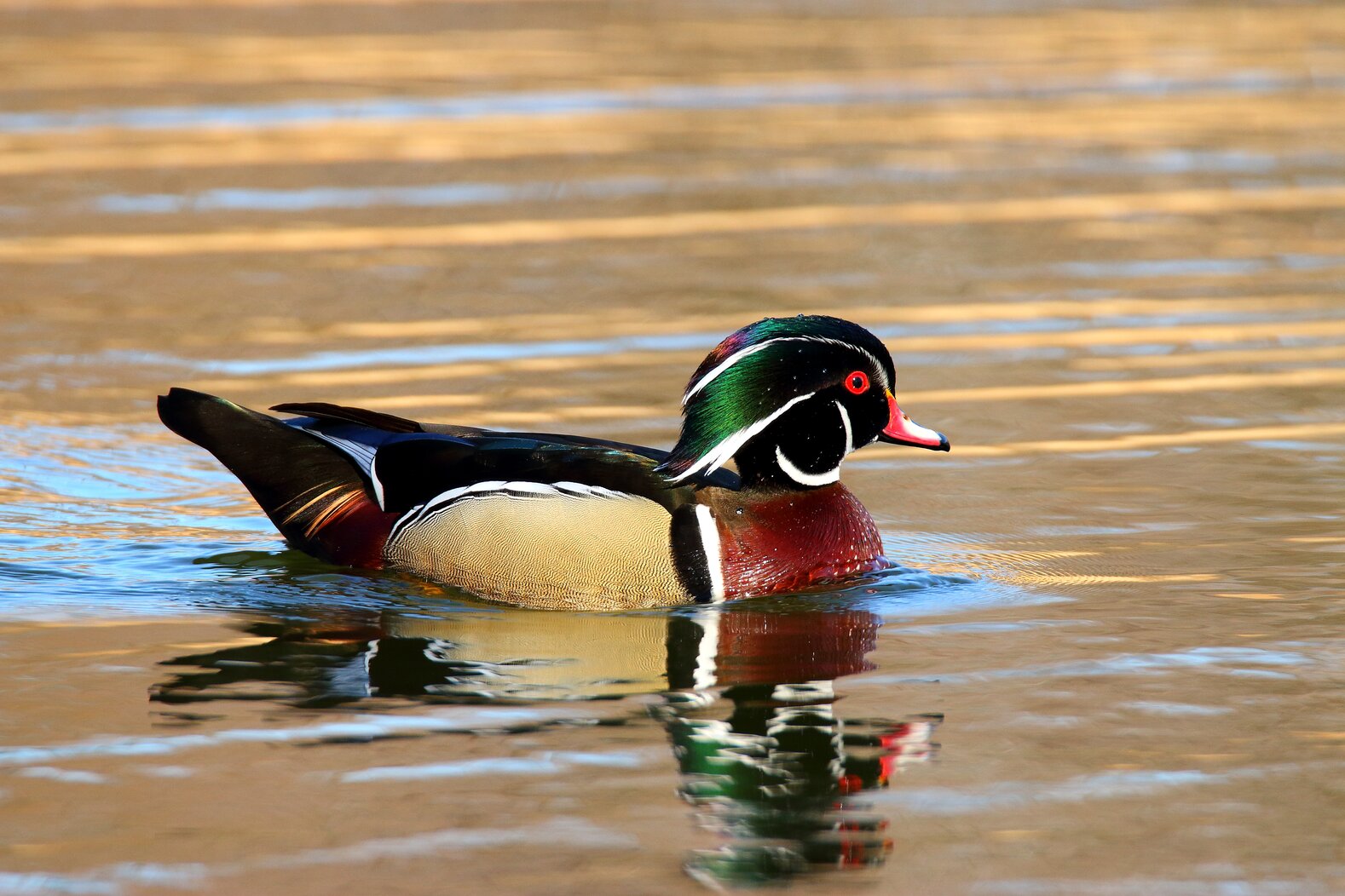 Wood Ducks are at home in Blue Heron Park. Photo: Isaac Grant